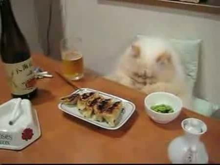 İnsan gibi yemek yiyen komik kedi :))