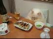 �nsan gibi yemek yiyen komik kedi :))