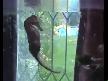 Deniz At�'n�n Do�um An� Video izle