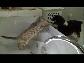 Kedi köpek boks maçı