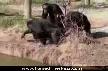 KARDE��NE B�LE G�VENMEYECEKS�N !