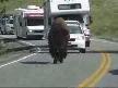 bizon yolu gasp ederse