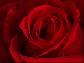 �iir serserim & g�zelim orjinal
