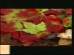 mustafa y�lmaz -��llerdeyim