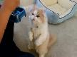 Ayakta Yemek Yiyen Kedi
