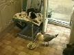 Mart� Kedinin Yeme�ini �al�yor